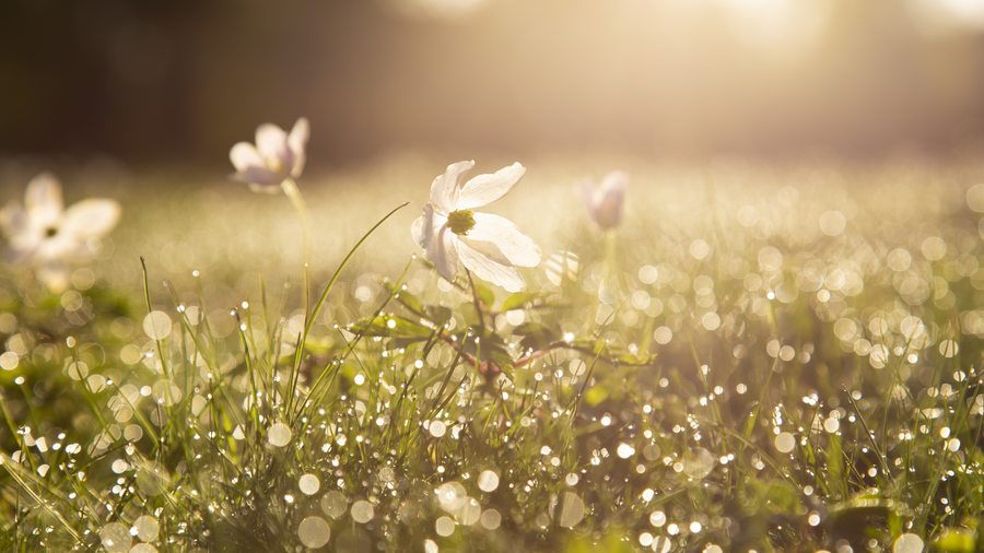 Rêvez grand grâce à la magie du matin!